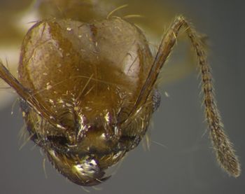 Media type: image;   Entomology 34385 Aspect: head frontal view
